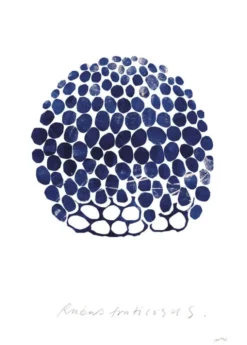 Rubus