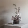 Sukkulent glasvase