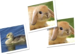 Tactic Memo Animal Babies