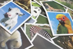 Tactic Memo Animal Babies