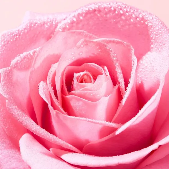 Very Rose Creamy Foam